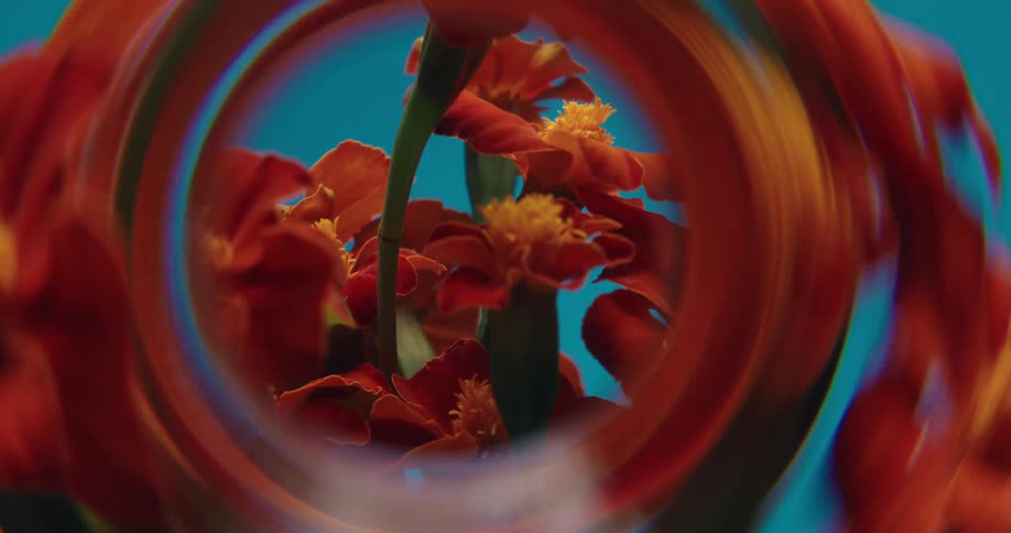 A macro shot of red marigold flowers against a vibrant turquoise background is distorted and warped through a kaleidoscopic lens