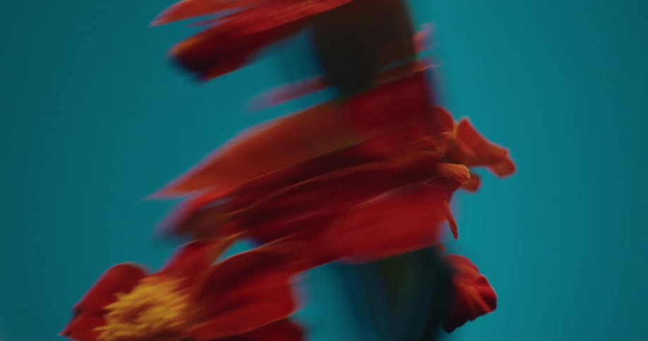 Vibrant red and yellow marigold flowers spin in a hypnotic motion blur against a backdrop of shifting, psychedelic colors