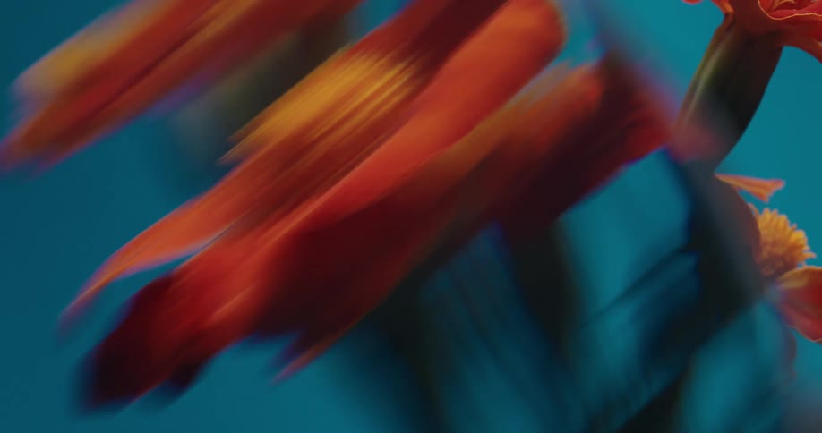 An artistic and abstract close-up of a red-orange flower creates a vibrant, painterly effect against a blue backdrop