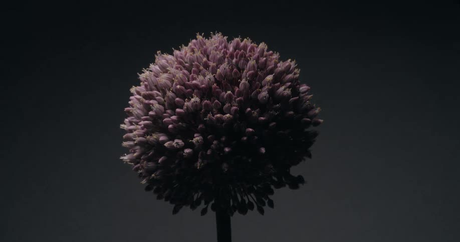 A single, round purple allium flower emerges from darkness as light slowly fades in and out, highlighting its detailed florets