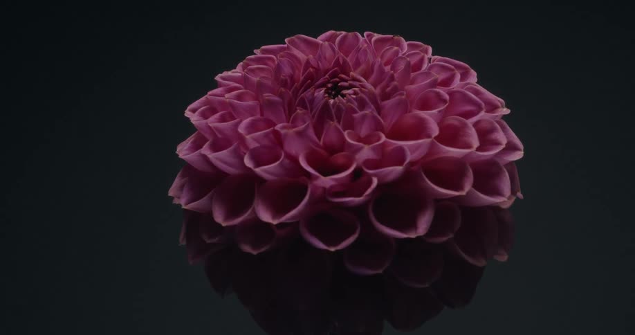 A close-up of a vibrant purple dahlia flower with intricate petals slowly rotates against a dark background, reflecting on a glossy surface