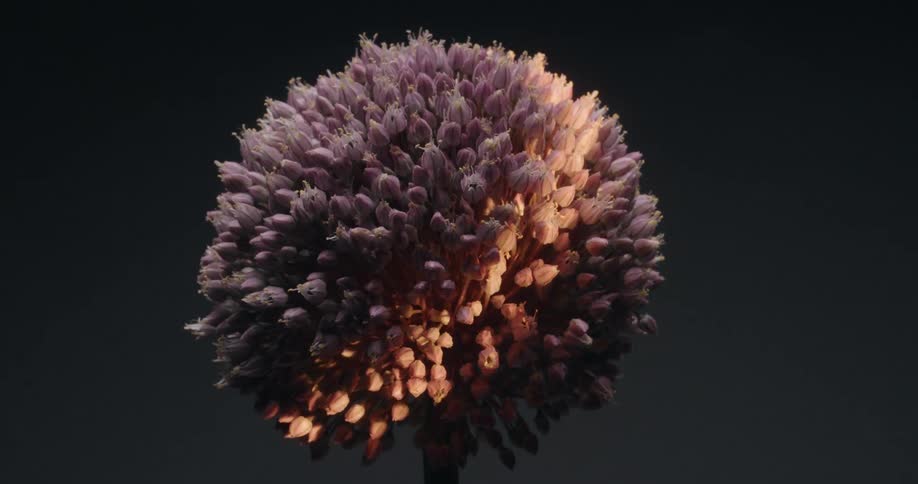 Warm light slowly reveals the details of a purple ornamental onion flower against a black background