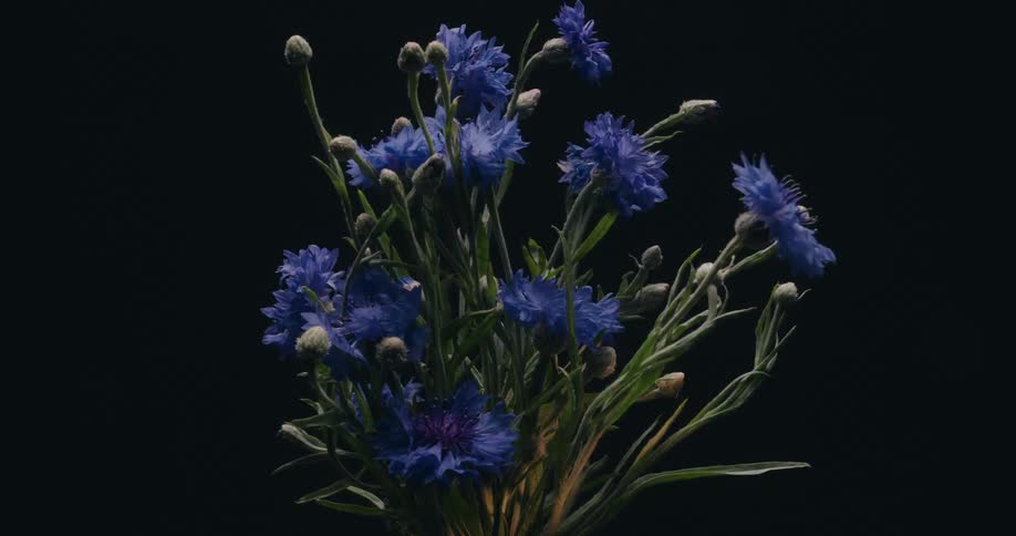 A stunning timelapse captures blue cornflowers blooming against a strobing, color-changing studio background