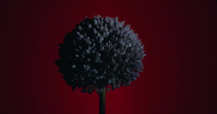 A single purple Allium flower flashes in and out of view with dramatic strobe lighting against a bold red background