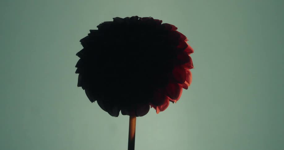 Light passes over a red dahlia flower, revealing its petals against a background that transitions from red to teal