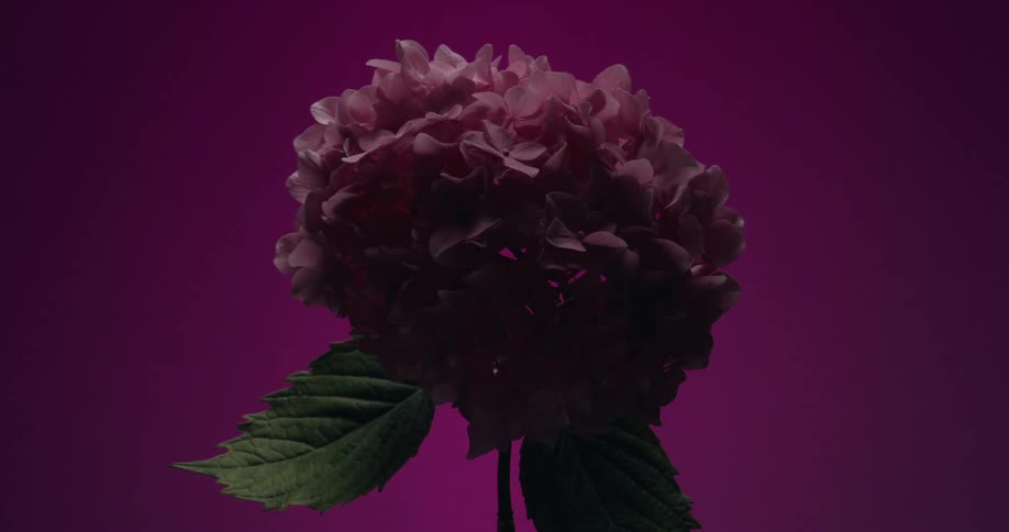 A silhouetted pink hydrangea flower is slowly revealed as the background color changes from red to vibrant magenta