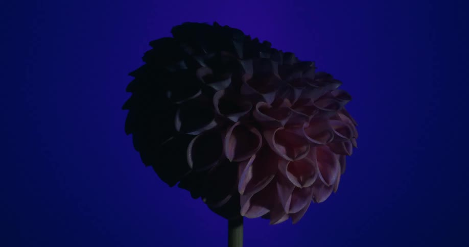 A single pink dahlia flower pulses with dramatic light against a changing purple and blue background