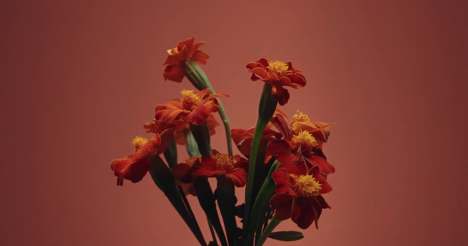 A stylized time-lapse shows a bouquet of orange marigolds wilting as the background colors transition through a vibrant spectrum