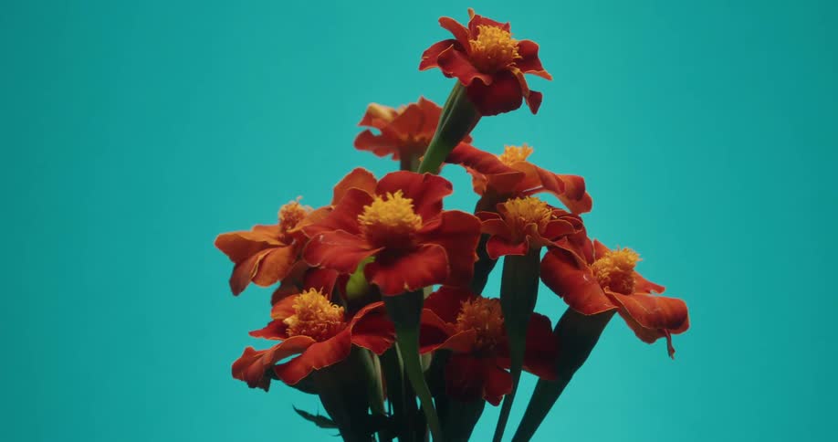 A vibrant timelapse of red and yellow marigold flowers blooming and growing against a bright teal backdrop