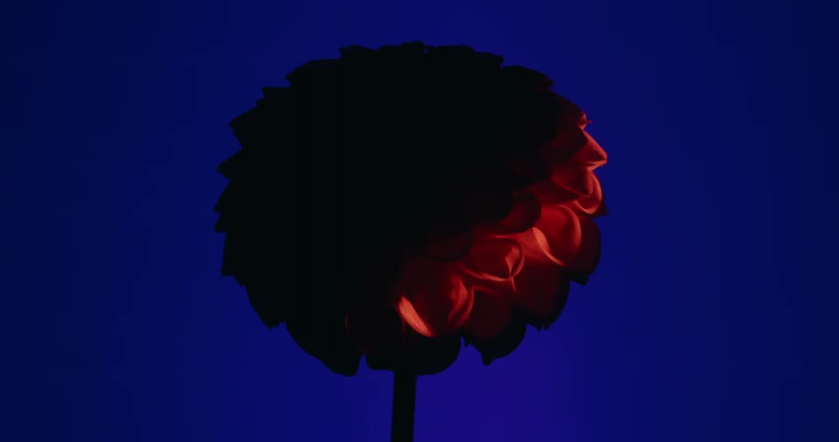 A warm light sweeps across a silhouetted flower, revealing its red petals against a deep blue background