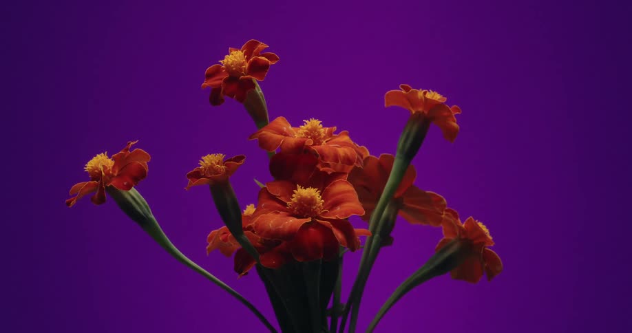 A time-lapse of a bunch of orange marigold flowers blooming and opening up against a vibrant purple background
