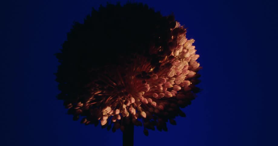 Dramatic light moves across a spherical Allium flower, casting deep shadows and highlighting its intricate buds against a solid blue background