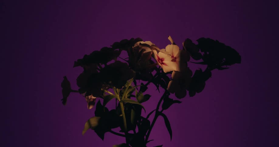 A dramatic time-lapse shows a bouquet of flowers blooming and then wilting against a moody purple background