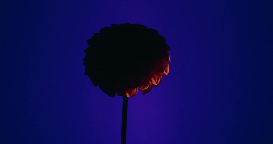 A flower's silhouette is revealed by a slow-moving flame against a deep blue backdrop