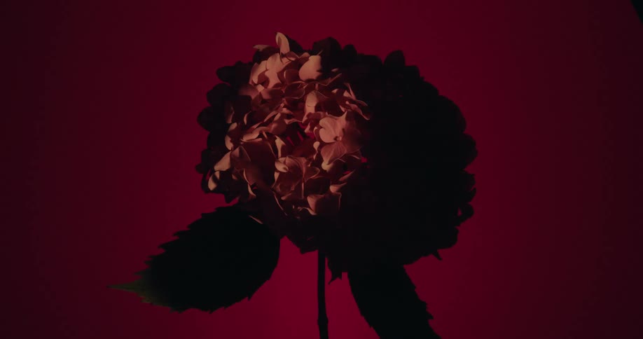 A dramatic light reveals the pink petals of a hydrangea flower silhouette against a moody red background