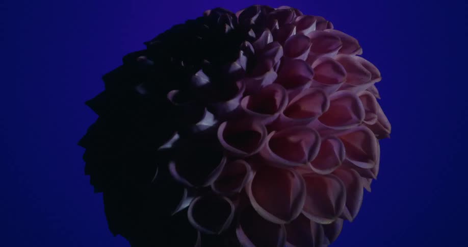 Dramatic sweeping light reveals the intricate petals of a pink dahlia flower against a solid dark blue background