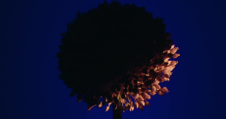 A dramatic time-lapse captures a single light sweeping across a spherical Allium flower, revealing its texture before fading back to a silhouette against a deep blue background