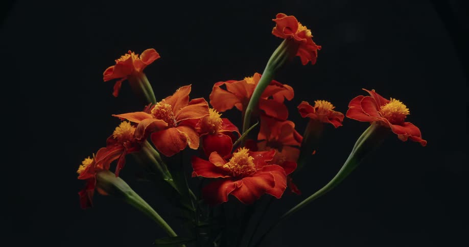 A vibrant bouquet of red marigold flowers is revealed by dramatic lighting before fading back into a black background