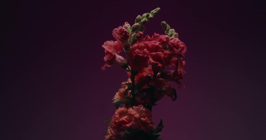 A beautiful pink snapdragon flower blooms in a stunning time-lapse against a changing purple and red background
