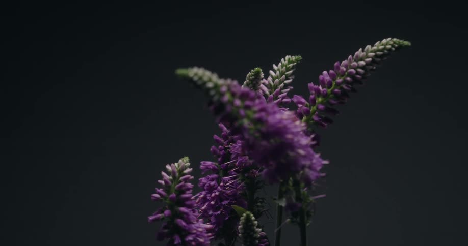 A dramatic timelapse shows purple flowers blossoming against a dark, moody background