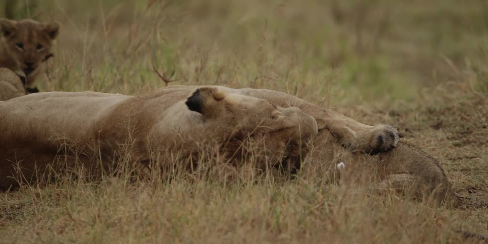 A lioness playing with her cub as other cubs chase each other nearby