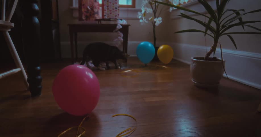 A curious cat wanders through the aftermath of a party with balloons and wrapping paper scattered on the floor