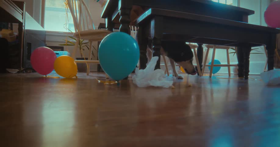 A small dog scavenges for scraps on the messy wooden floor under a table after a party with colorful balloons
