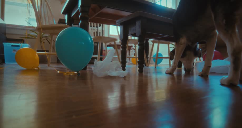 A dog explores and cleans up the mess of balloons and tissue paper left on the floor after a party
