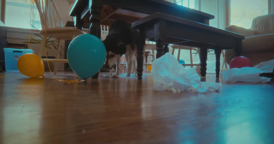 A curious husky dog sniffs the messy floor covered in balloons and wrapping paper after a party