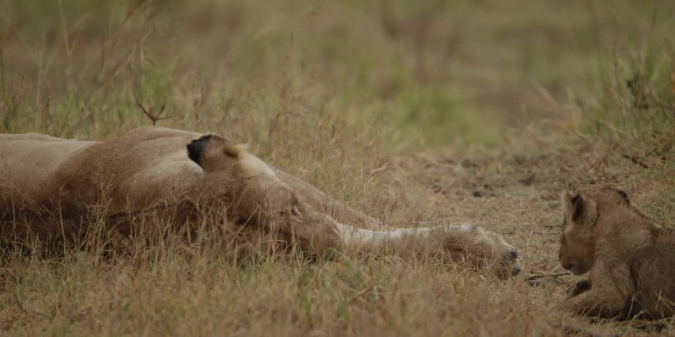 A lion lays down in the grass near her cub