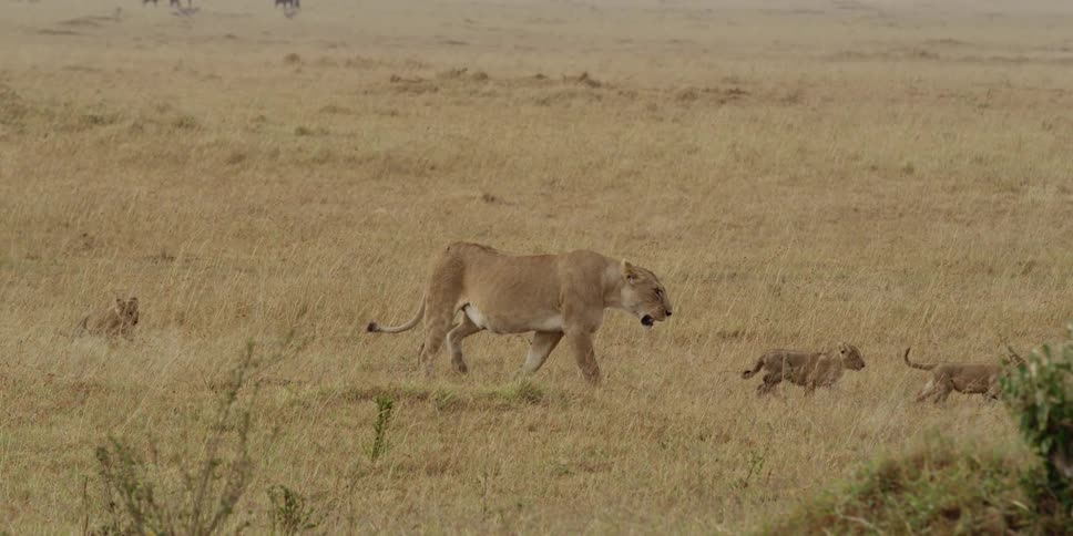 Lioness and lion cubs walking in a field