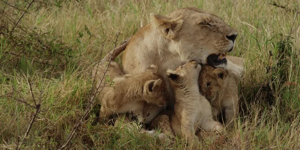 Lioness and cubs in a grassy field
