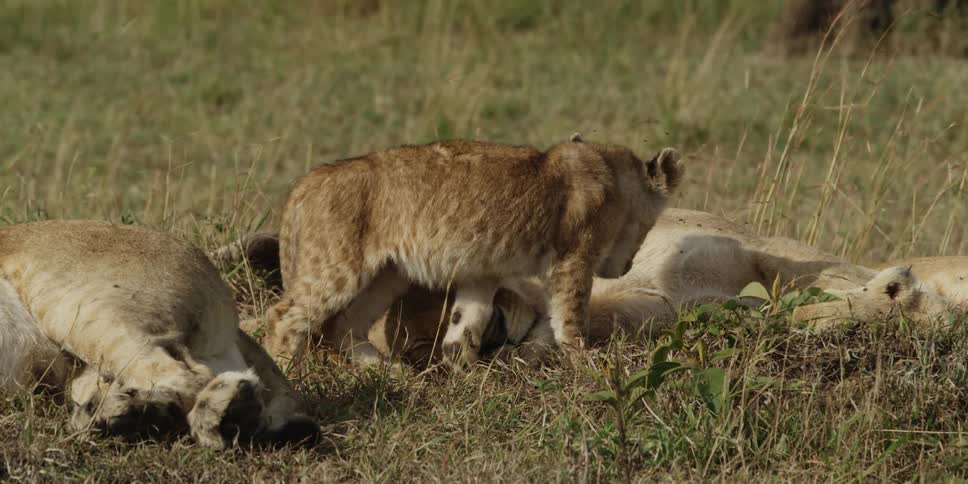 Lion cub cuddles up to his mother for a daytime nap