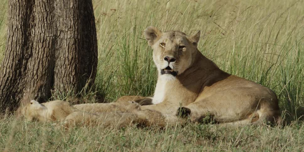 A lion resting in the grass under a tree as lion cubs sleep near her