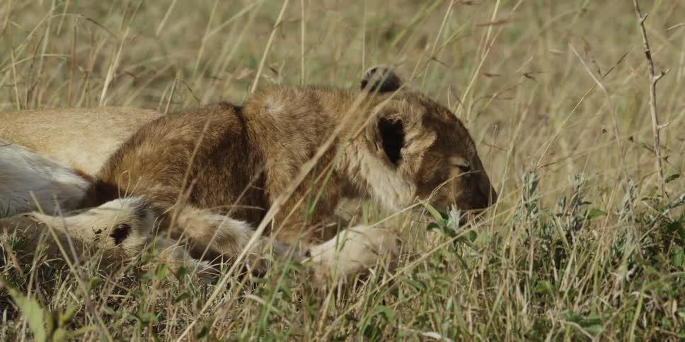 Lion cub laying in grass, trying to itch his ear and missing