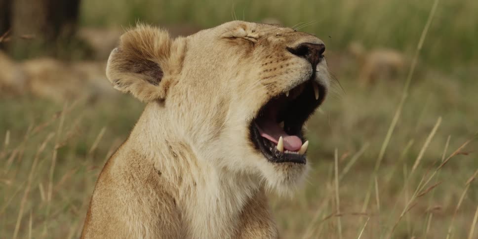 Lioness yawning as she lays in tall grass