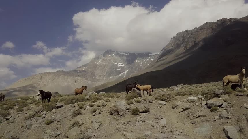 Horses roam in the mountains