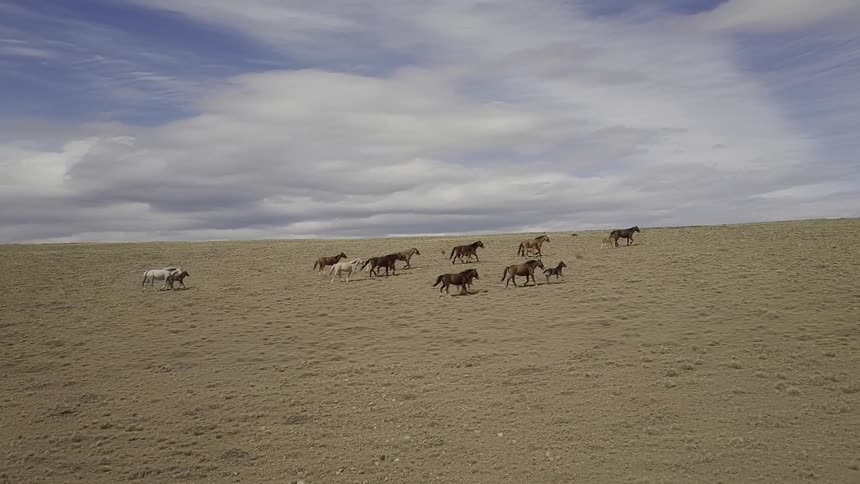 Horses run across this steep hill