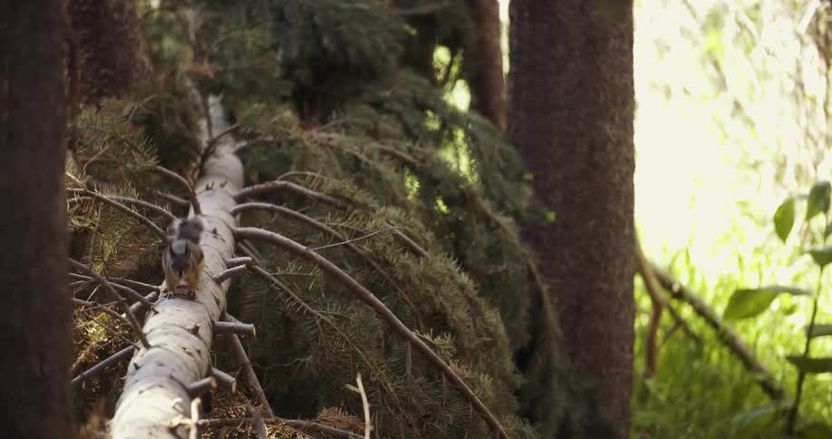 A squirrel runs across a fallen tree