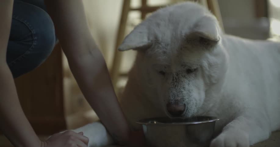 A person serves a dog a bowl of food