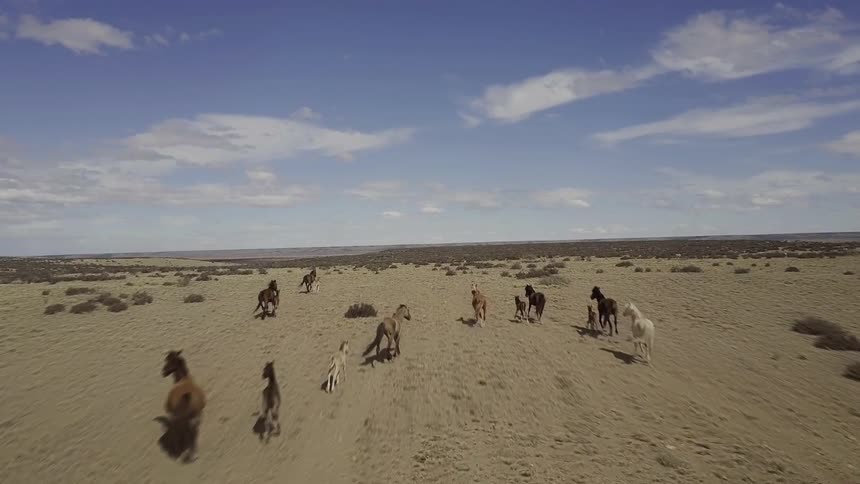 Horses run in a herd on the field