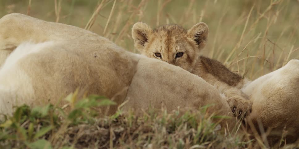 A lion cub peeking over his mother while a breeze rustles the grass around them