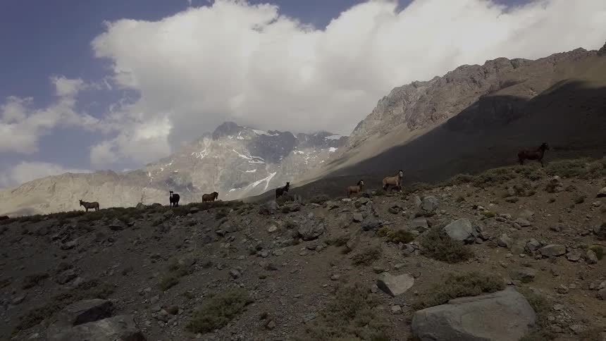 Several animals standing on a rocky mountain top