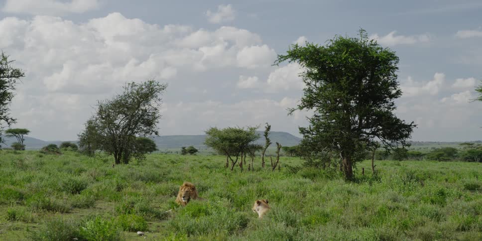 Two lions laying in the grass of a plain
