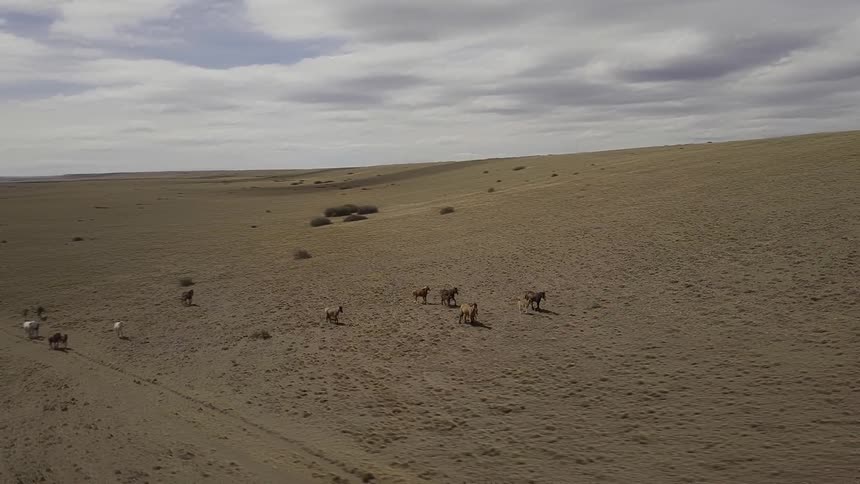 A herd of horses is trotting across a desert plain