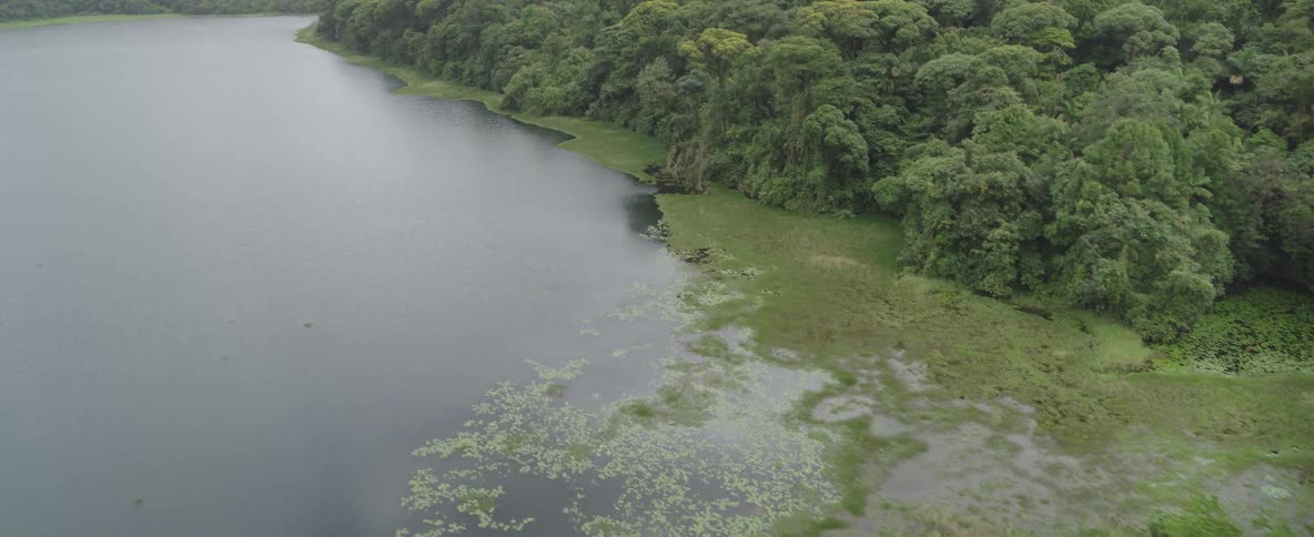 Aerial view pulling back from a serene jungle lake with a lush, marshy shoreline on a cloudy day