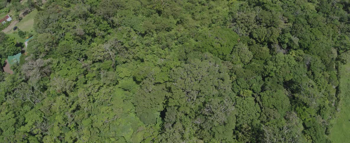 A static aerial top-down view of a dense, lush green forest canopy