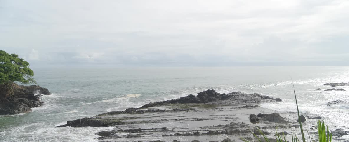 A tranquil view of a rocky ocean shoreline is revealed from behind lush green palm fronds