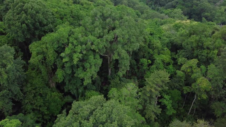 A serene aerial view of a dense, vibrant green jungle canopy