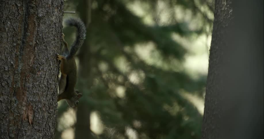 A squirrel jumps from tree to tree